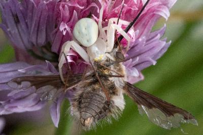 <i>Misumena vatia</i>