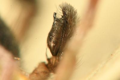 <i>Clubiona brevipes</i>