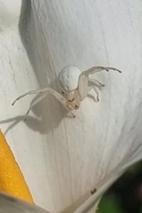 <i>Misumena vatia</i>
