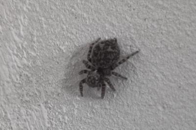 Pseudeuophrys erratica