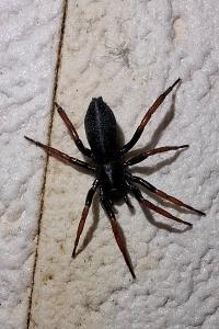 <i>Trachyzelotes pedestris</i>