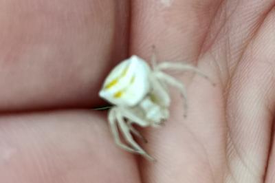 <i>Thomisus onustus</i>