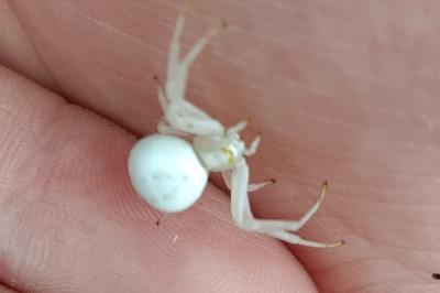<i>Misumena vatia</i>