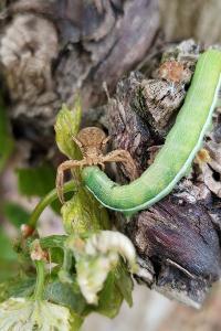<i>Xysticus</i>