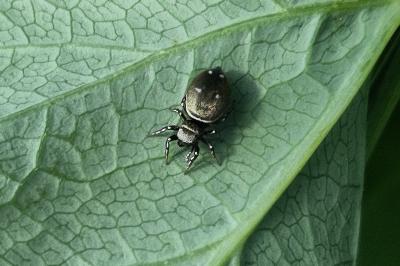 <i>Heliophanus</i>