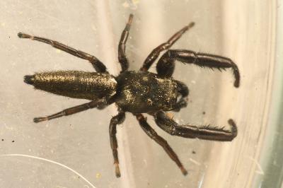 <i>Mendoza canestrinii</i>