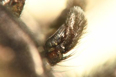 <i>Mendoza canestrinii</i>