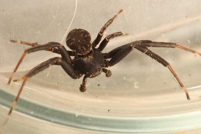 <i>Xysticus acerbus</i>