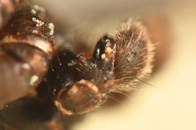 <i>Xysticus acerbus</i>