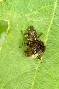 <i>Macaroeris nidicolens</i>