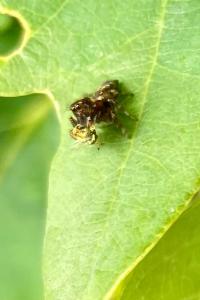 <i>Macaroeris nidicolens</i>