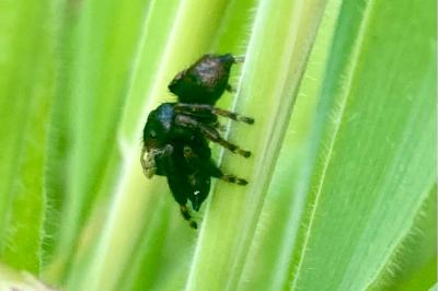 <i>Evarcha arcuata</i>