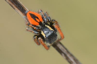 <i>Philaeus chrysops</i>