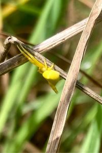 <i>Thomisus onustus</i>