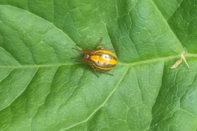 Hypsosinga heri