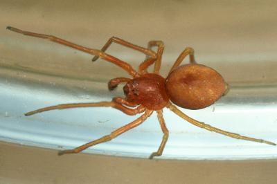 <i>Nigma puella</i>