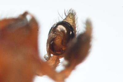 <i>Nigma puella</i>