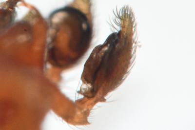 <i>Nigma puella</i>