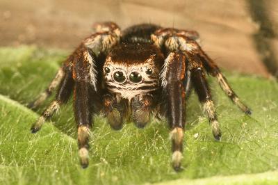 <i>Evarcha arcuata</i>
