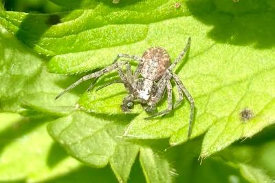 <i>Philodromus</i>