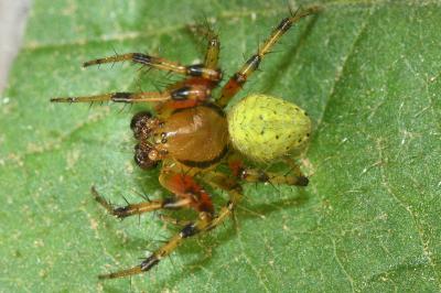 <i>Araniella opisthographa</i>