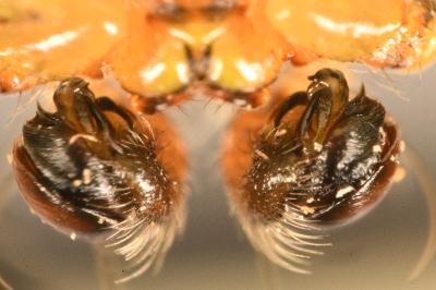 <i>Araniella opisthographa</i>