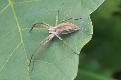 <i>Pisaura mirabilis</i>