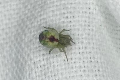 <i>Nigma puella</i>