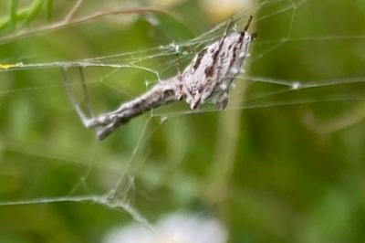<i>Uloborus walckenaerius</i>