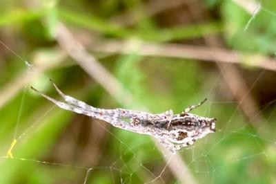 <i>Uloborus walckenaerius</i>