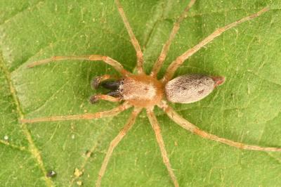 <i>Clubiona pseudoneglecta</i>