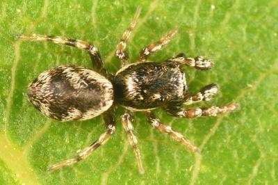 <i>Salticus zebraneus</i>