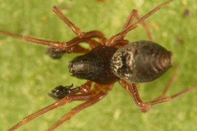 <i>Dictyna uncinata</i>