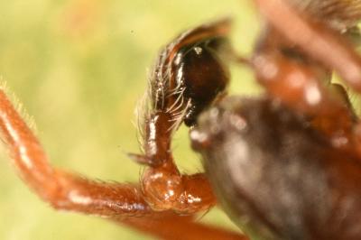 <i>Dictyna uncinata</i>
