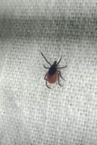 <i>Ixodes ricinus</i>