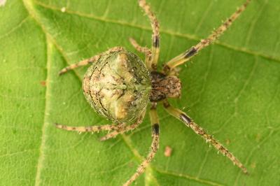 <i>Gibbaranea gibbosa</i>