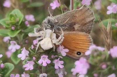 <i>Thomisus onustus</i>