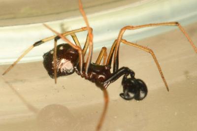 <i>Neottiura suaveolens</i>