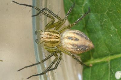 <i>Oxyopes lineatus</i>