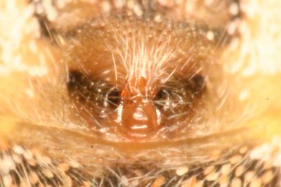 <i>Oxyopes lineatus</i>
