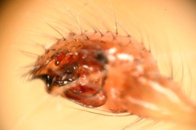 <i>Enoplognatha ovata</i>