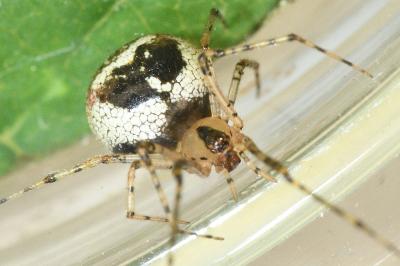 <i>Platnickina tincta</i>