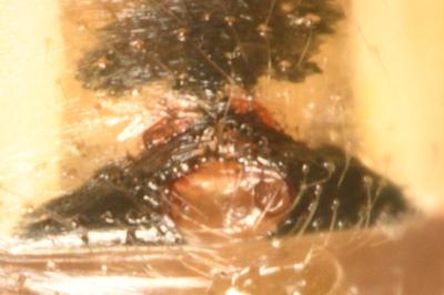 <i>Platnickina tincta</i>