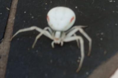 <i>Misumena vatia</i>