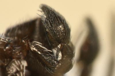 <i>Brigittea latens</i>