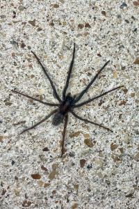 <i>Segestria florentina</i>