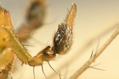 <i>Oxyopes lineatus</i>