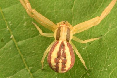 <i>Runcinia grammica</i>