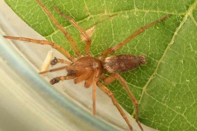 <i>Clubiona reclusa</i>