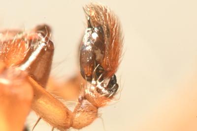 <i>Clubiona reclusa</i>